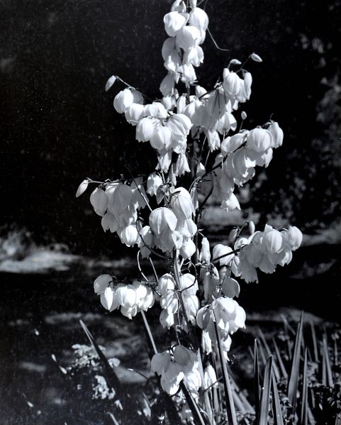 File:Flowers in a garden.jpg
