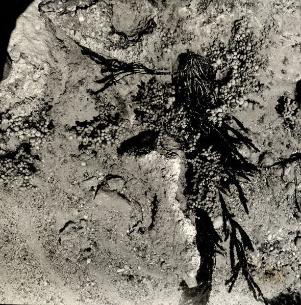 File:Rocky beach with seaweed.jpg