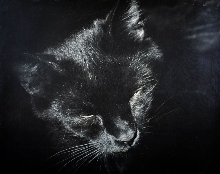 File:Black cat.jpg