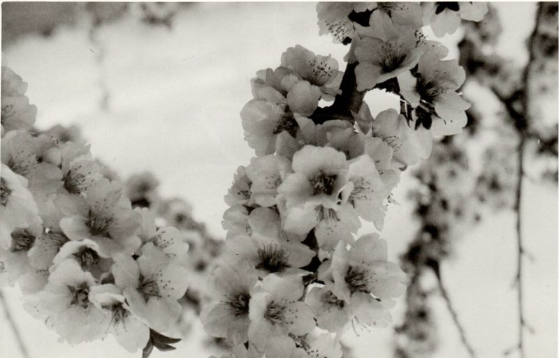 File:Study in flowers.jpg