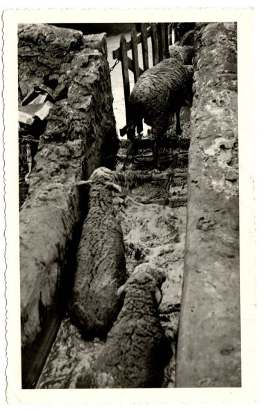 File:Sheep emerging from the dip.jpg