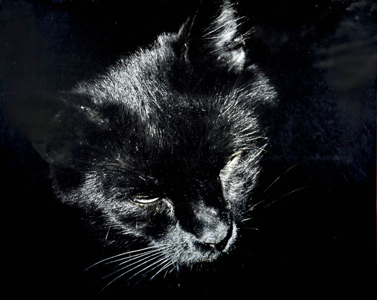 File:Black cat black background.jpg