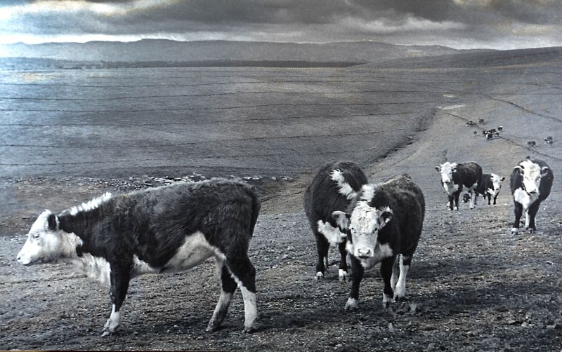 File:Cattle on the hill 789.jpg