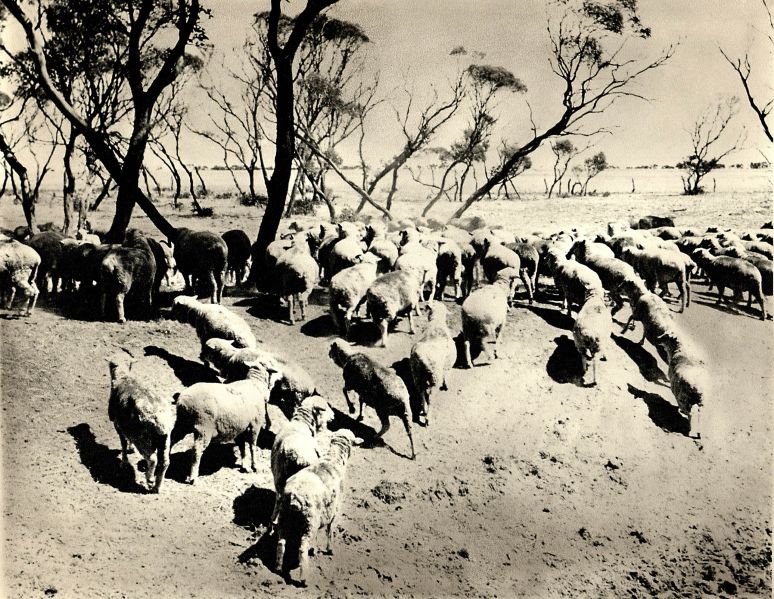 File:Outback sheep.jpg