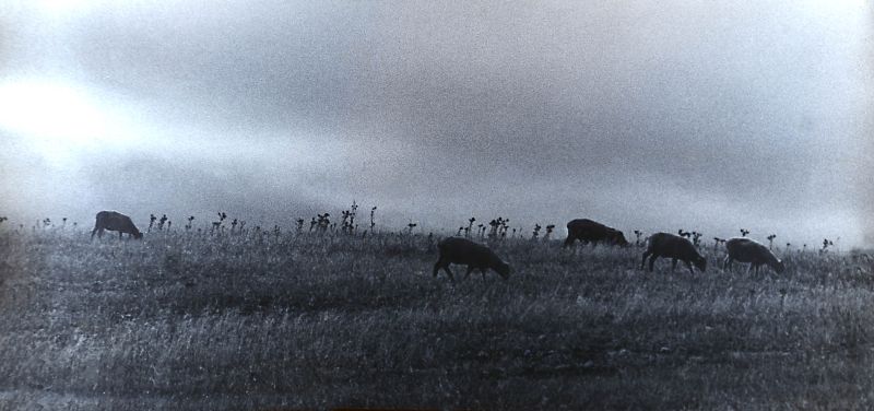 File:Grazing sheep.jpg