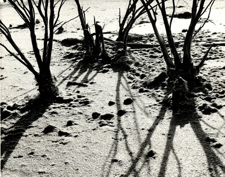 File:Tree art in sand.jpg